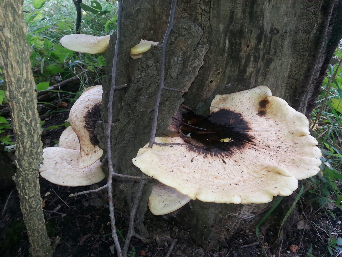 Mary Ann Hansen tweet media