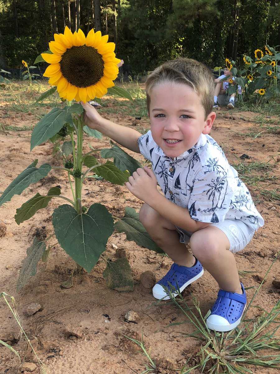 OstranderM620's tweet photo. We loved seeing the sunflowers today @SpringsFarmSC https://t.co/paSyD42Aq5