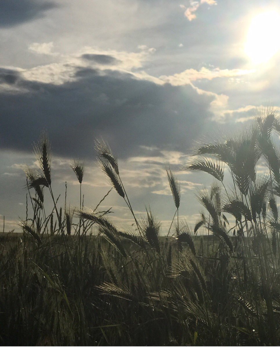 NATPICSs's tweet image. 🌾🌞