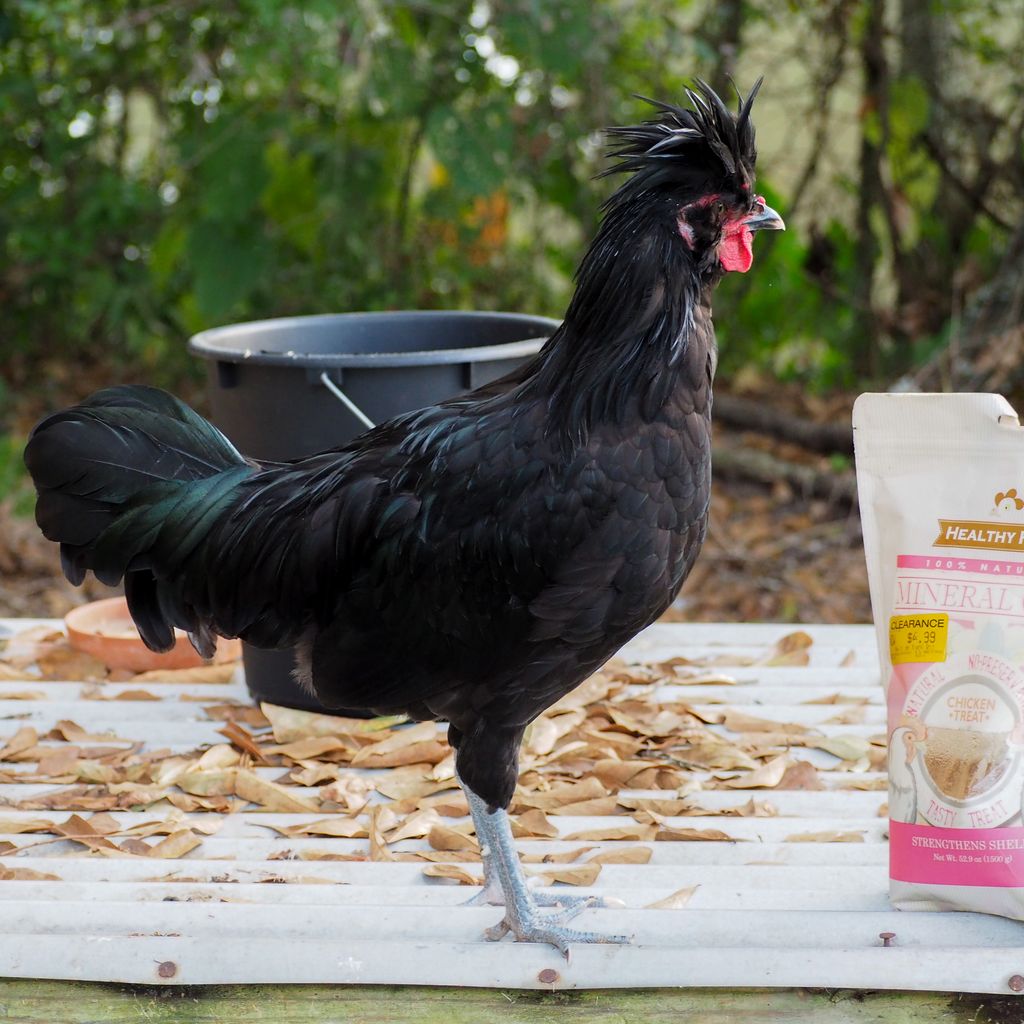 art_abstraction's tweet photo. Bowieeeeeeee, baby boy. <3 <3 <3
God I love him. He's so neurotic and will NOT let me touch him, but he is such a good little guard boi.
#chickenparty #chickensofinsta #chickensofinstagram #backyardflock #backyardchicken #backyardpoultrymag https://t.co/5ChyrLwx6O