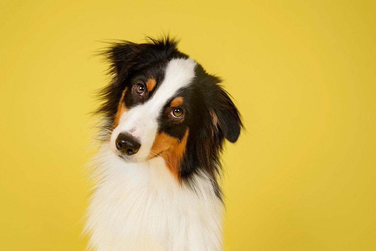We know your pets hold a very special place in your heart and we love your four-legged companions, too! Morehead West Apartments is happy to be a pet-friendly community! bit.ly/2YflAU5