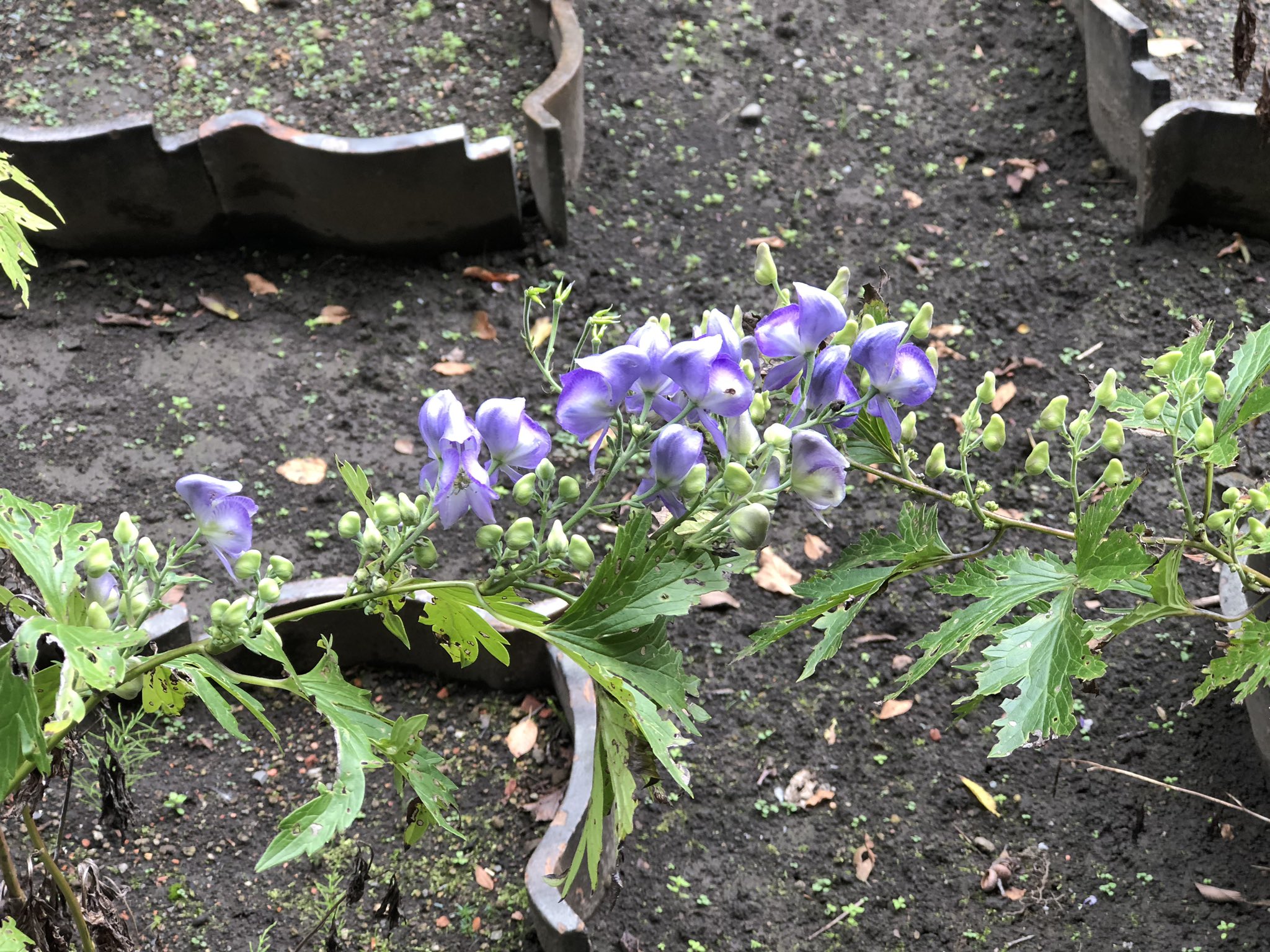 ゴリさん オクトリカブト エゾトリカブト おはよう ございます 日曜日 植物園で見た ヤバイやつ 北海道大学植物園 T Co 6hxhvzsiwx Twitter ゴリさん オクトリカブト エゾトリカブト おはよう ございます 日曜日 植物園で見た ヤバイやつ 北海道大学植物園 T Co 6hxhvzsiwx Twitter