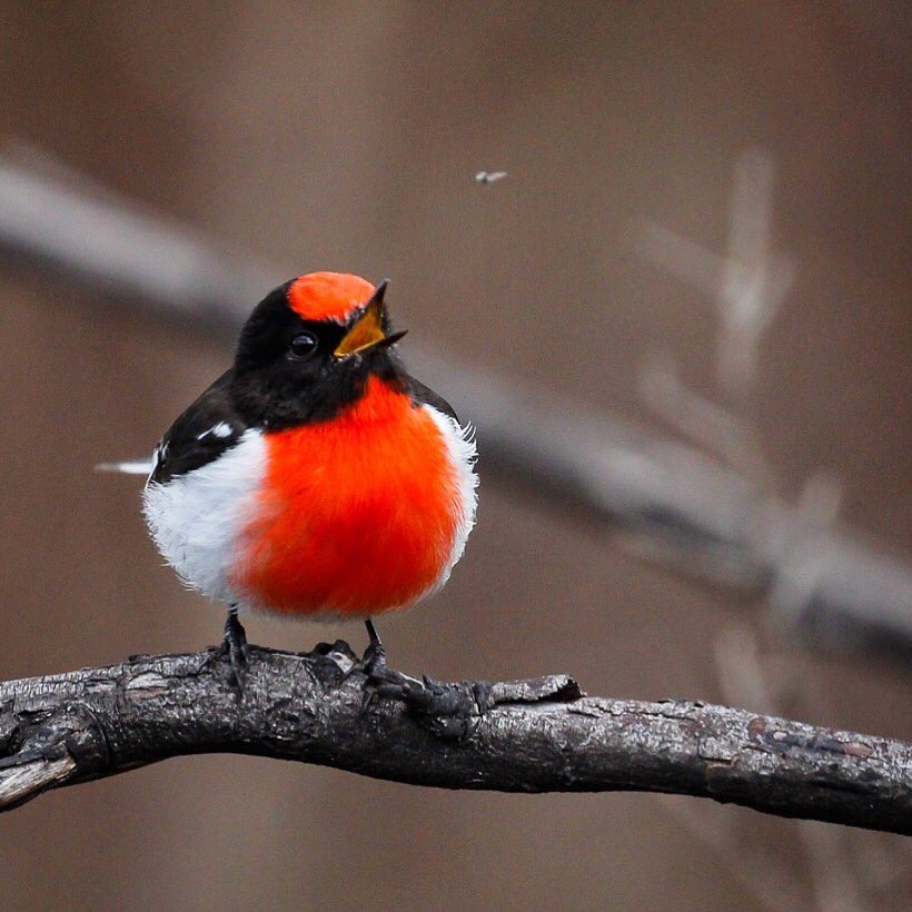 Did someone say #TwitcherTuesday ?? 🦜💕. The early bird catches the worm, or in this case, for this Red-capped Robin (Petroica goodenovii), the insect!!🤣🤣. Snapped whilst out #twitching with <a href="/djjosiestyles/">DJ Josie Styles</a> in Western Sydney. #wildoz