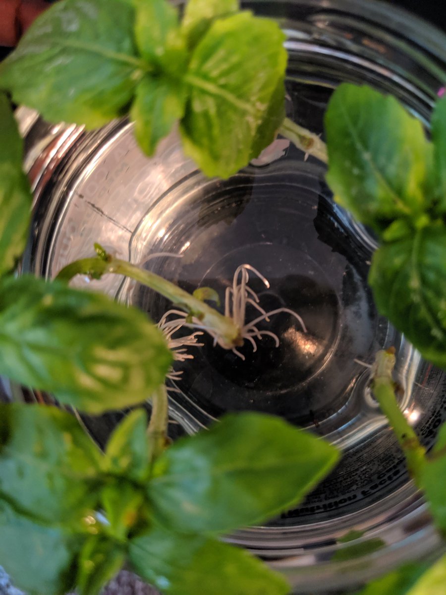 EnthusiastHerb's tweet photo. Just transplanted some new basil to a big pot of dirt 🌱 check out my page to order some seedlings to grow for yourself! Great for Pesto's salads soups 😋 https://t.co/qsUNrSUyeS