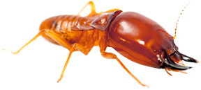 GeffroyTermite's tweet image. #PestProtection #TermiteProblem #TermiteControl