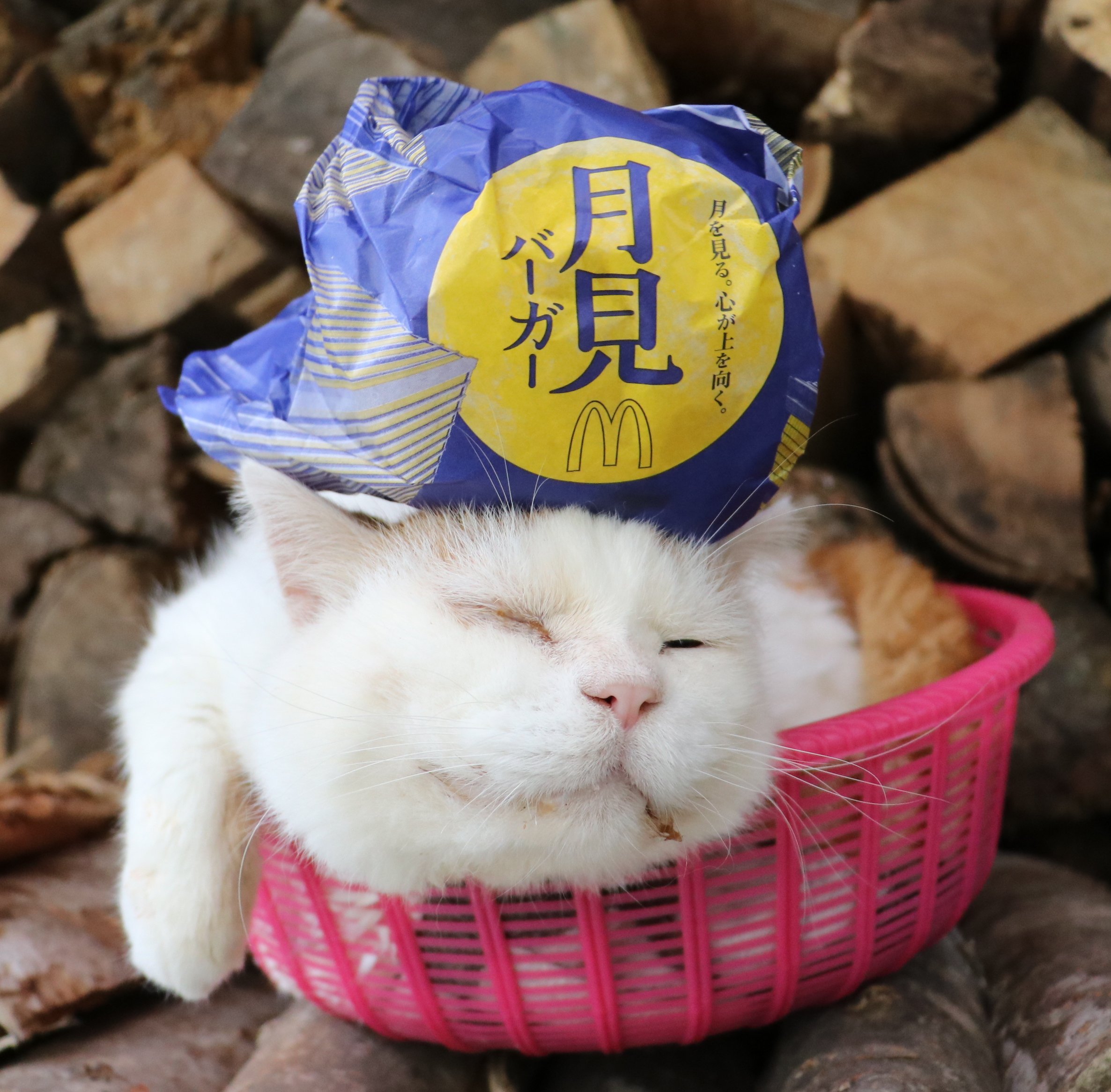 かご猫 Blog 月見バーガー のせ猫 T Co V5hp3fmqlf Twitter