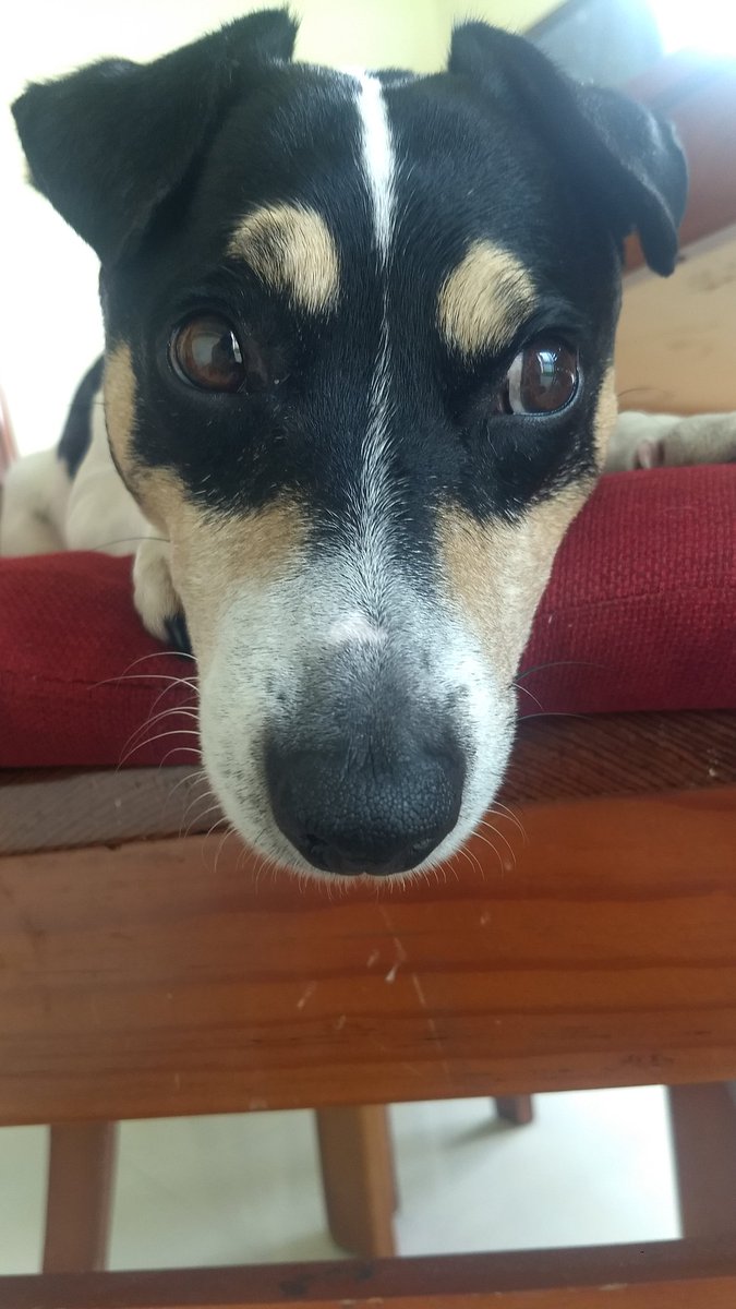 noisinoisi's tweet photo. Una de las cosas que más amo de mi perro es que sus bigotes de un lado son negros y del otro blancos😍😍 https://t.co/c0fM92SJkK
