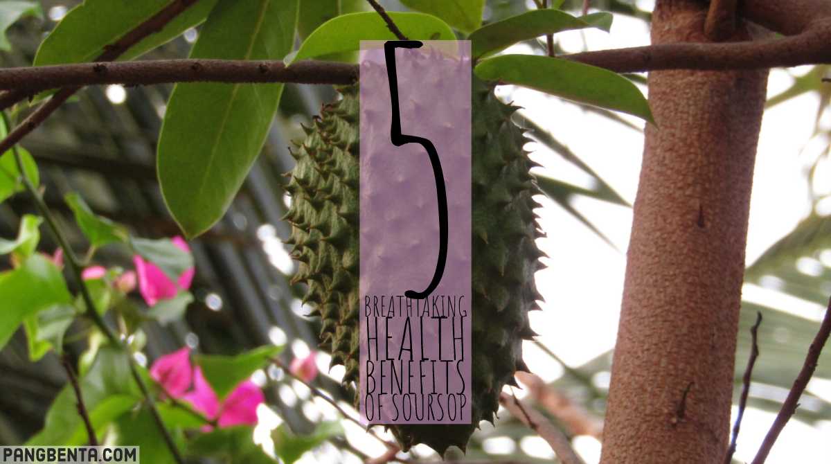 TurmericAnd's tweet photo. 5 Breathtaking Health Benefits of Soursop
https://t.co/ahu8816Tlf
#soursop #guyabano #health #wellness #superfood #wonderfood https://t.co/L30v2tr6fN