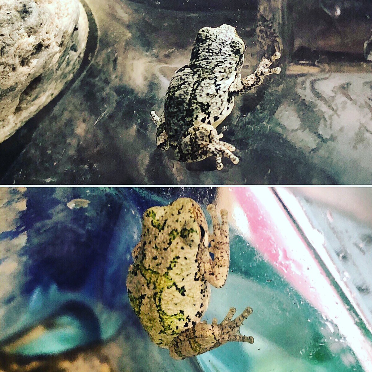 FDK_Lightning's tweet photo. We spent some time observing the tree frog in class today. We added a few green leaves to see if we could see him change his colour - you can see some green patches starting to appear on his back in the bottom picture. #greytreefrog #sparkinquiry #provokewonder #hylaversicolour https://t.co/vn2H9AEAjk