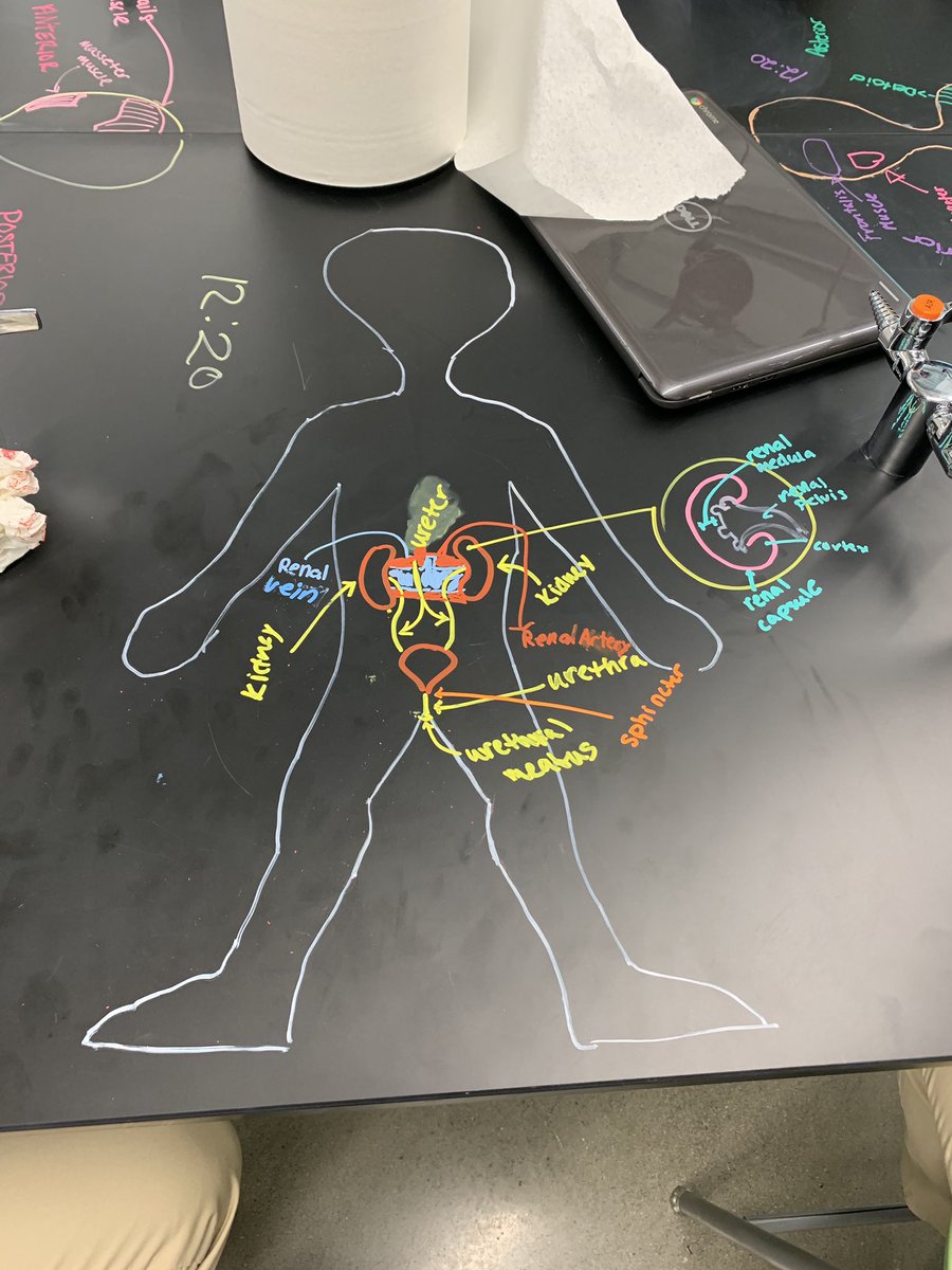 Arc_of_Progress's tweet image. Learned a lot today watching students chart body systems on their lab tables in Dr. De Vore’s biomedical class @DcLstem #PCTVS #ImIn