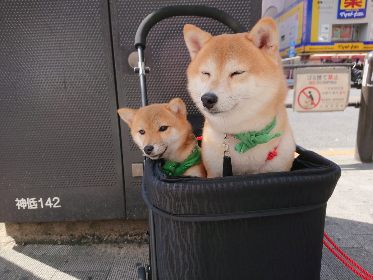 小豆柴の郷 秋葉原 冷え冷えマットで快適なの 豆柴レンゲちゃんと 小豆柴シェイちゃんは どちらも成犬です O 艸 小豆柴の郷は 豆柴カフェ ではありません 豆柴より小さい世界最小の柴犬小豆柴とも触れ合える 小豆柴カフェ です 小豆柴の郷 ドッグ