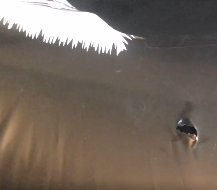 HUFFFFFFFFFFFFFFFFFFFFFF

#inflatable #popping #hissing #inflatablepop #poppersareawesome