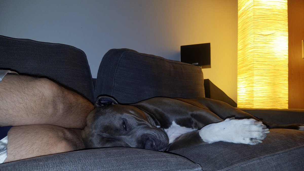 Baloowiththebr1's tweet photo. Puparazzi mom with the flash, don't you see we resting our eyes in between commercials 💙 #noprivacy #letadogsleep #cuddleswithdad https://t.co/u31lp0VJqQ
