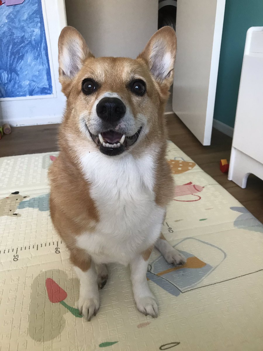 MJ The Corgi tweet media