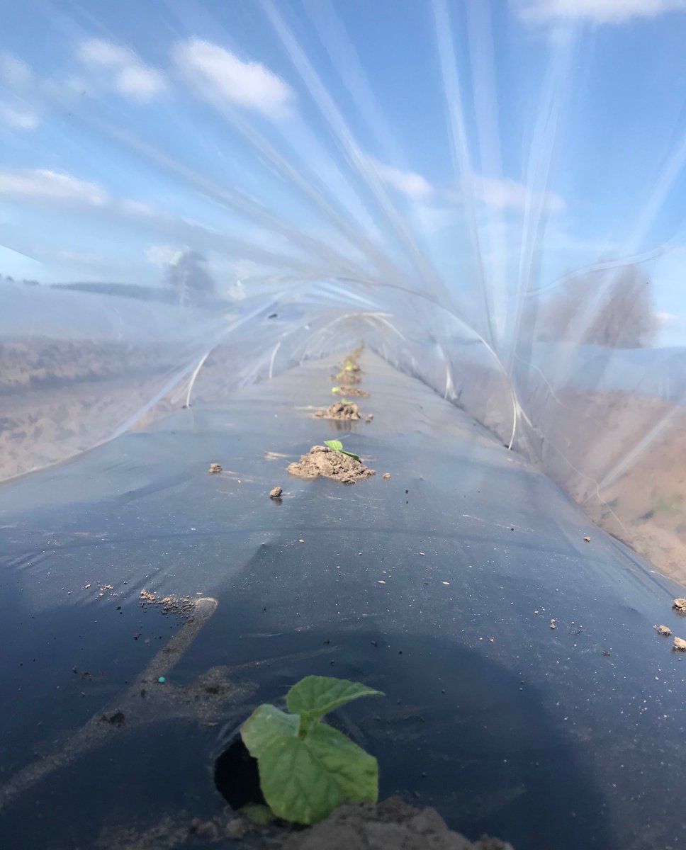 EnzedExotics's tweet image. It's growtime. Our little Kiwano plants are out of the greenhouse and tucked in under tunnels. #grow
