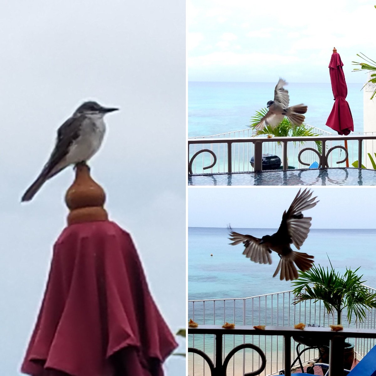 Captured amazing pictures of this type of bird grabbing some bread I left for them on the rail.  #birds #birdsinbarbados #feedingthebirds #barbados