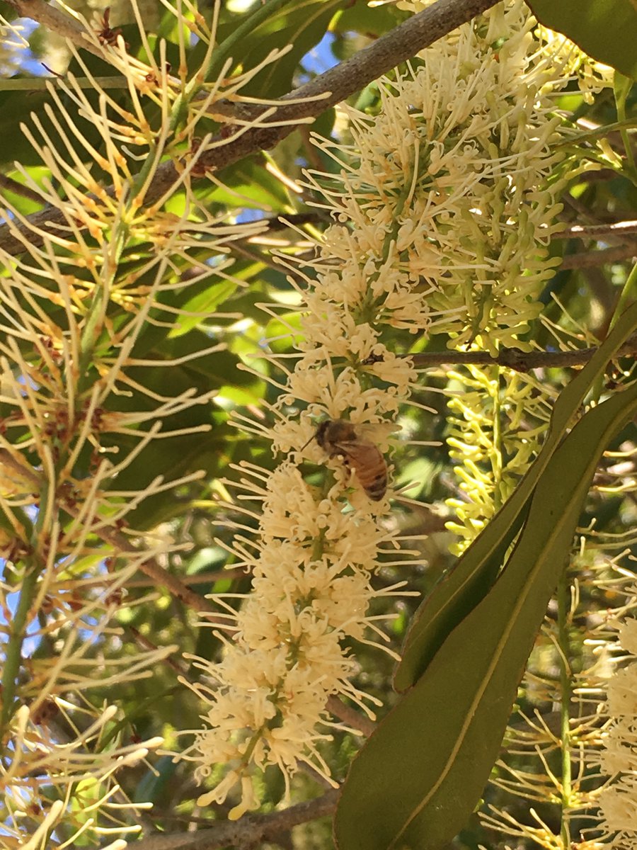 BiofilmCP's tweet photo. Sweet scented Mac flowers make scouting a pleasure! Macadamia flower caterpillar (Cryptoblabes hemigypsa). You only need to treat if >60% of flower racemes are infested. Recommended treatment is to use an IPM approach to mitigate damage to beneficials including bees! #biologicals https://t.co/JCL7AaYTcm