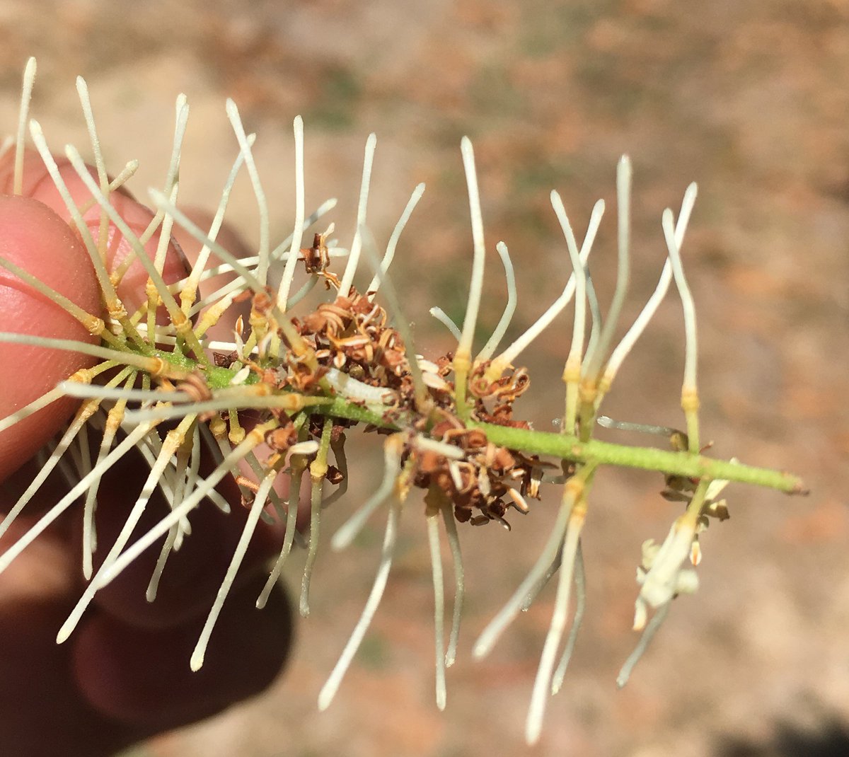 BiofilmCP's tweet photo. Sweet scented Mac flowers make scouting a pleasure! Macadamia flower caterpillar (Cryptoblabes hemigypsa). You only need to treat if >60% of flower racemes are infested. Recommended treatment is to use an IPM approach to mitigate damage to beneficials including bees! #biologicals https://t.co/JCL7AaYTcm