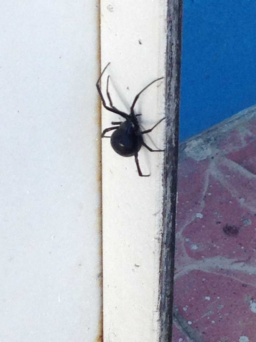 iCharleak's tweet photo. Hola @Arachno_Cosas que tal esta belleza??...
*La foto fue antes de ser aplastada*. 🙊 https://t.co/YH6jXaKsuL
