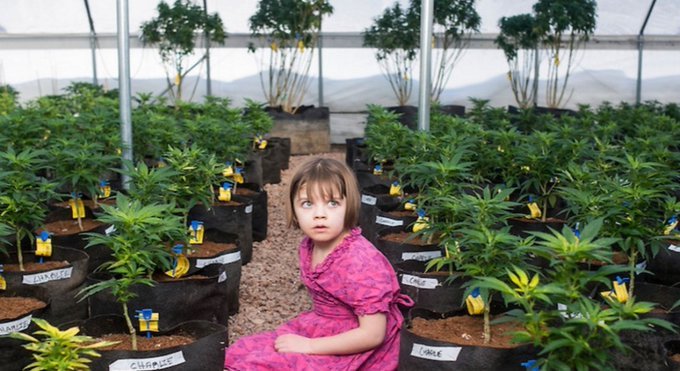 THEMMEXCHANGE's tweet photo. Charlotte's Web Creators Get First US Patent for a Strain of Hemp 

 https://t.co/i7krOktz7O #MME  #Hemp #CBD @MERRYJANE https://t.co/pC8wSN5cLA