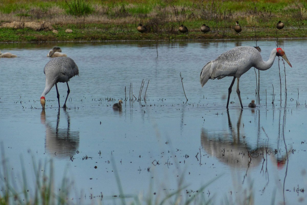 GBCMA's tweet photo. What a delight to see these magnificent creatures setting up home on an irrigation reuse dam near Tatura. 📷Margaret Boers. More https://t.co/sfv1bYGUif
#brolga #biodiversity https://t.co/cnb7rXZz3O