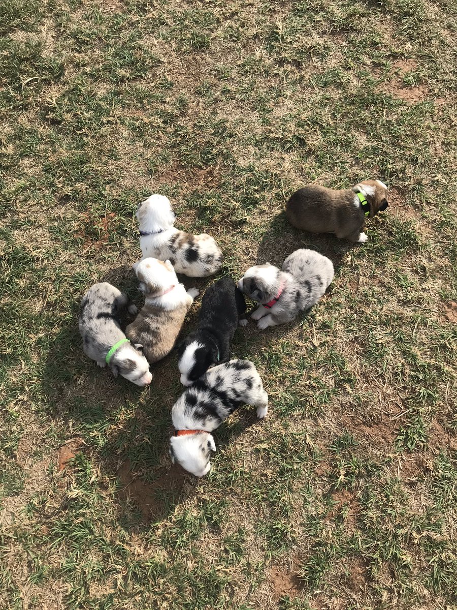 shiannhenderson's tweet photo. Who needs one of these angel faces!? Auggies for sale! 🤩🤩 https://t.co/U5ovYq0YjJ