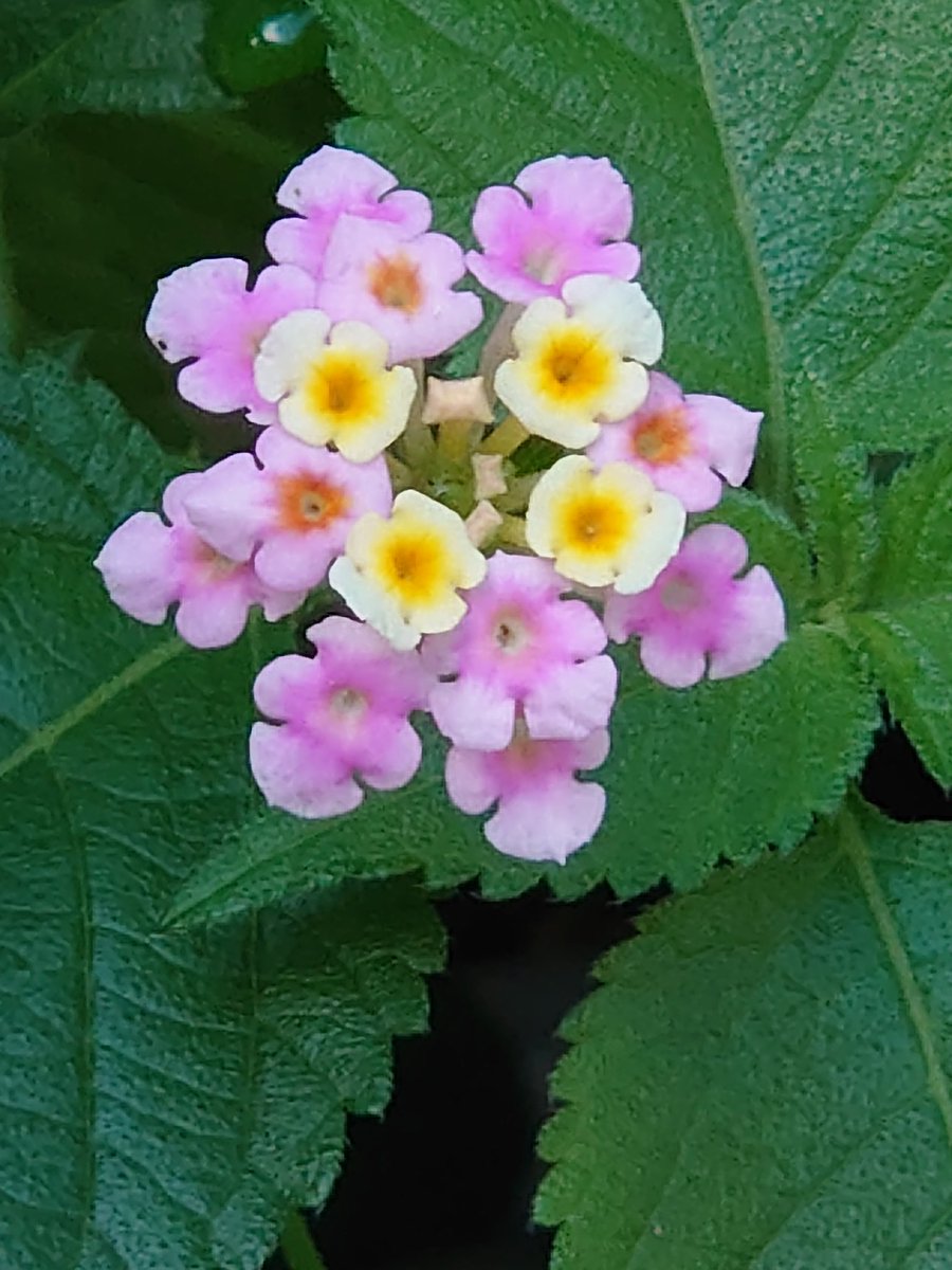 えにし Auf Twitter この花はメドーセージです 紫蘇科で葉っぱを指で擦ると紫蘇のような良い香りがするんですよ 赤と白の花 が可愛いチェリーセージもあります やっぱり良い香りがします 育てやすいハーブです O えにし Auf Twitter この花はメドーセージです 紫蘇科で葉っぱを指で擦ると紫蘇のような良い香りがするんですよ 赤と白の花 が可愛いチェリーセージもあります やっぱり良い香りがします 育てやすいハーブです O