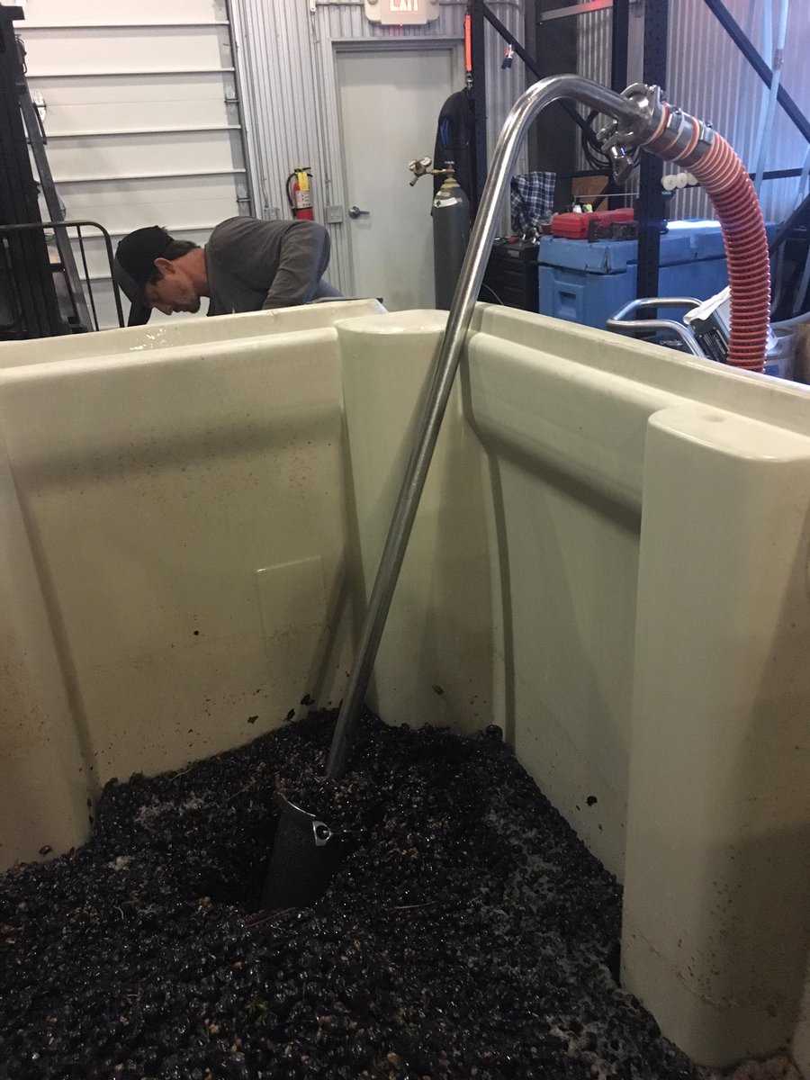 RaconteurRoom's tweet photo. First pick of the year in the books!  Thanks @sansliege for the help. Stoked to see how this Bassi Ranch Pinot tastes next year. 😬😬😬 https://t.co/kY66qDxGp5