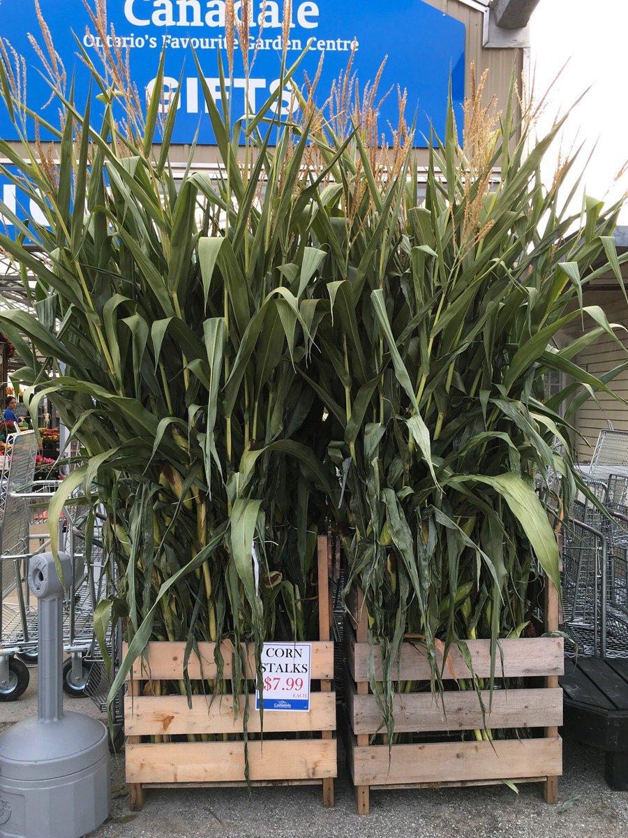 Now that’s some expensive corn.