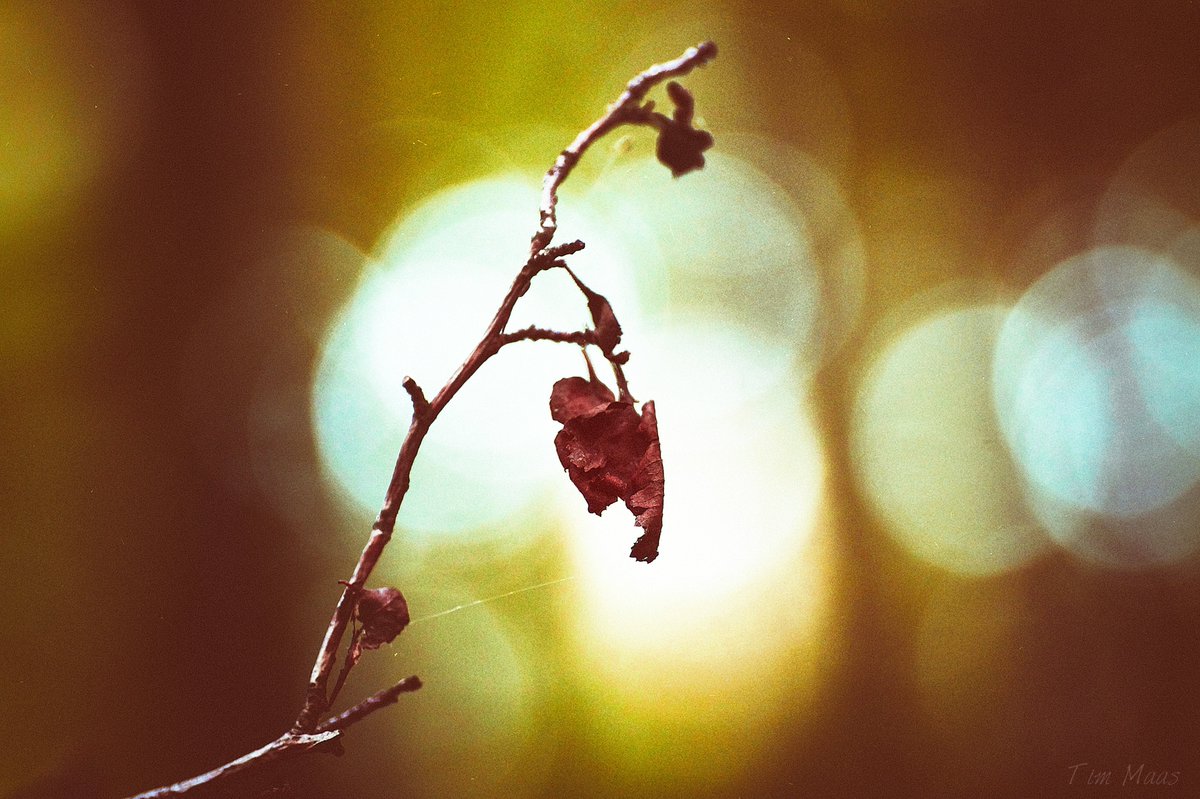 "Was wir haben
was wir hatten
was wir ...
eines Morgens ist alles fort."

Joachim Ringelnatz (1883-1934)