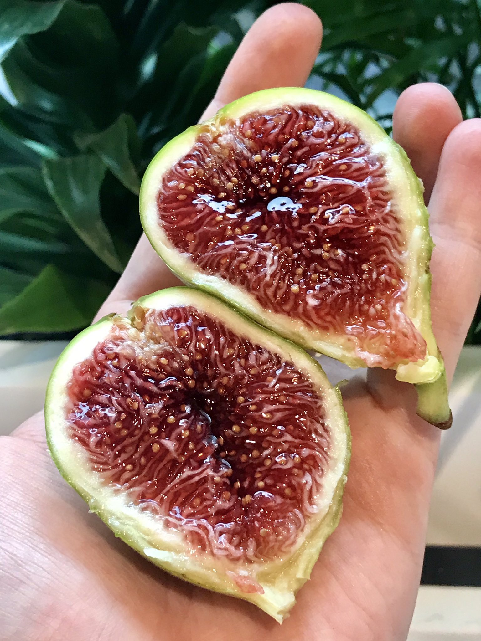 Jeanette Hayes on Twitter: "I'm upset bc I just learned that figs have  decomposed dead wasps inside of them. That's the only way they are  pollinated. Every fig you eat has a