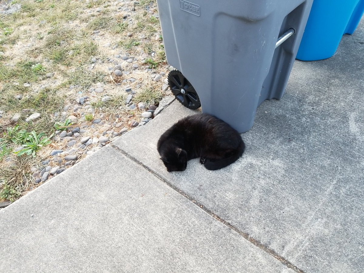 Nightveil's tweet photo. @Namaslays See? This is the response I got from him. Wouldn't even look up. #Antisocialcat https://t.co/ncJNC9Wczx