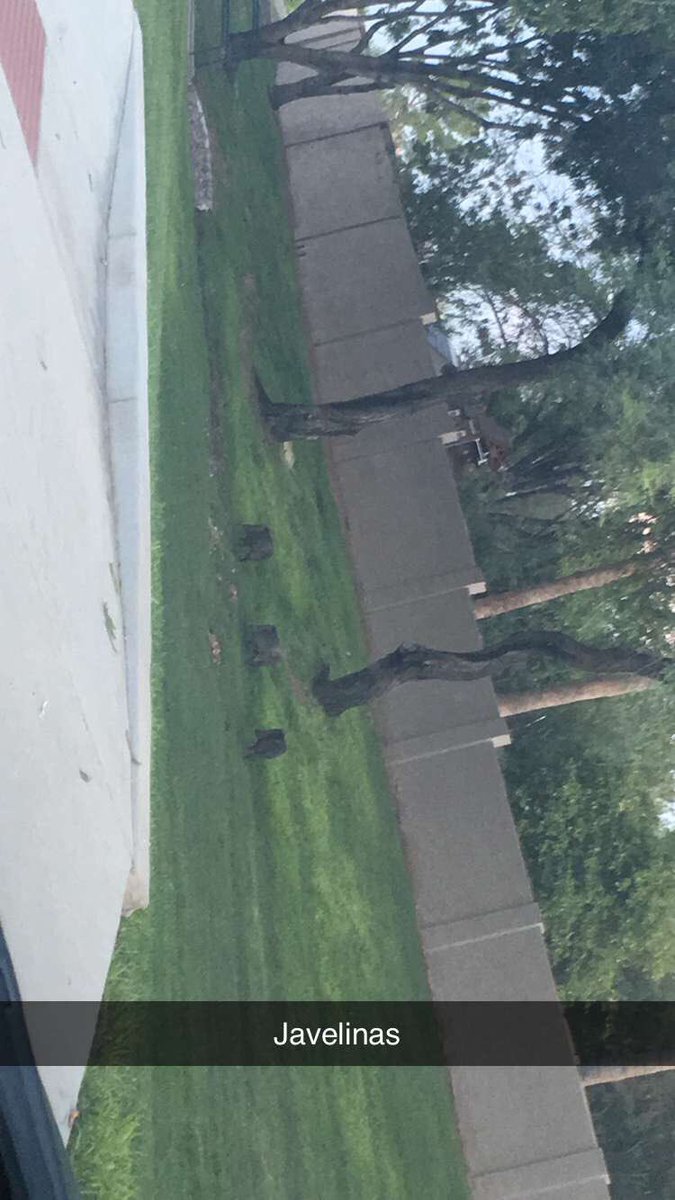 BWerbach's tweet photo. Saw three Javelinas in my neighborhood in Glendale. @myfoxphoenix #myfoxphoenix https://t.co/jcyf5Ycrxa