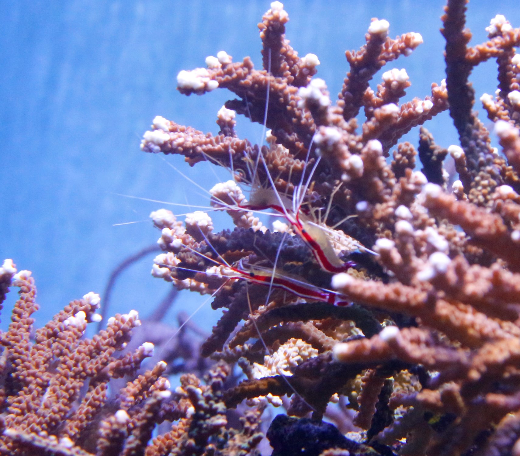 葛西臨海水族園 公式 特設展 海のゆりかご 新しく アカシマシラヒゲエビがデビューしました 岩やサンゴのあたりで ぴょこぴょこ動く白いヒゲが目印です このエビは サンゴ礁にくらす魚の体表に着いた寄生虫などを食べてくらしています