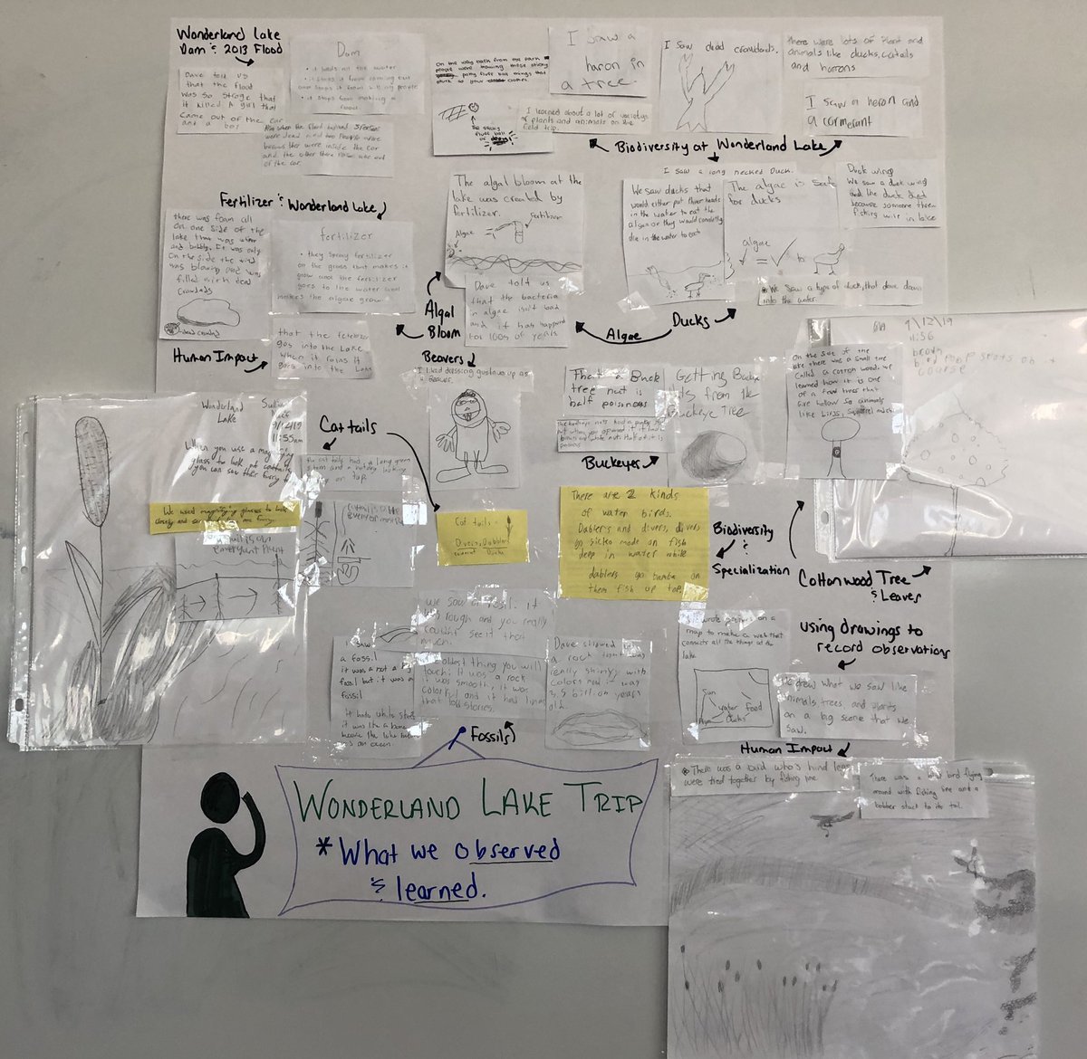 Erinsmayer's tweet photo. 7th grade #CaseyMS Ss used the Rumors and Domino Discovery routines from https://t.co/Sfyyaev0tt to record & share their observations and learnings from our @boulderosmp facilitated Wonderland Lake field trip in order to create a comprehensive story of learning. #MayerScience https://t.co/JXwQDEd0tR
