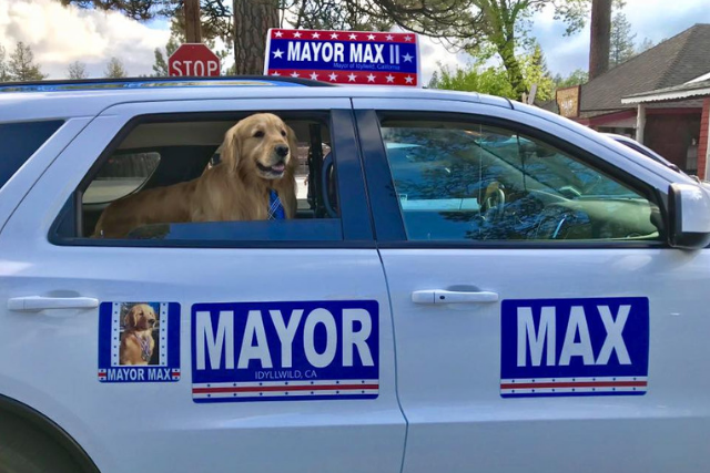 GVWire's tweet photo. Children and adults alike love spotting #MayorMax out on the town and at events. 🐶❤️ | https://t.co/8N3MsGqP90 https://t.co/P9eH3buv6I