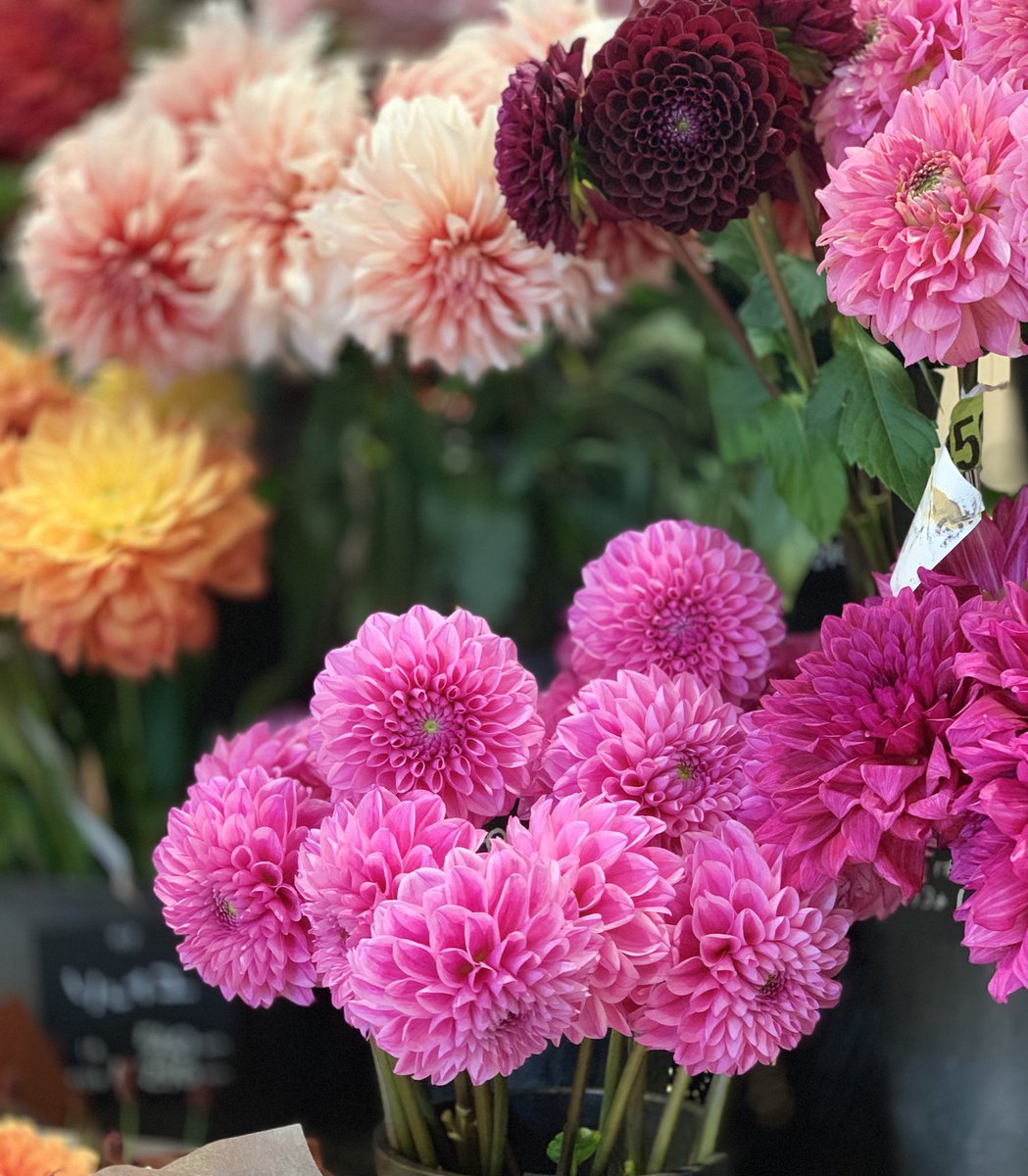 Rosarinn ダリアにはみっちゃん レイコちゃん 愛ちゃんの３ちゃんシリーズがあるらしい