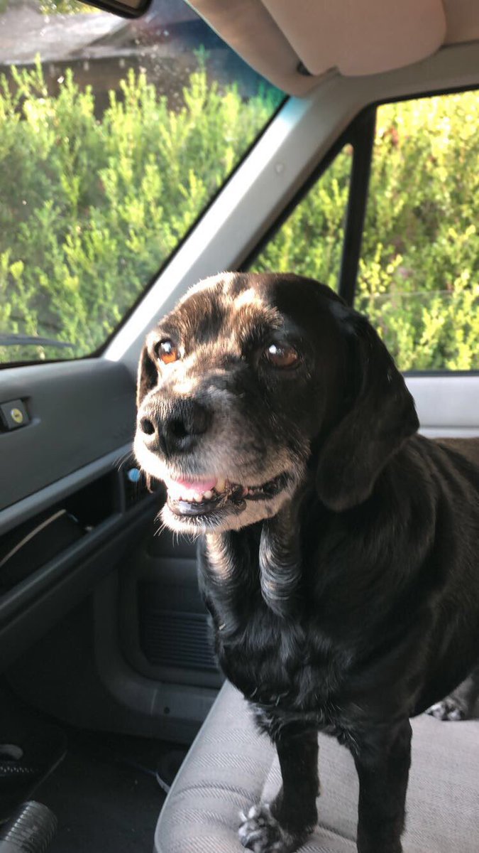 okschultz_'s tweet image. I found you sleeping in your favorite spot as you took your last breath. I love you Dora, thanks for being my best friend 💖 R.I.P