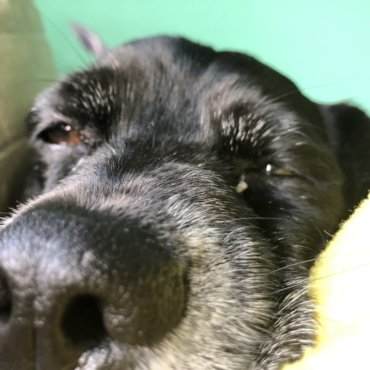 okschultz_'s tweet image. I found you sleeping in your favorite spot as you took your last breath. I love you Dora, thanks for being my best friend 💖 R.I.P