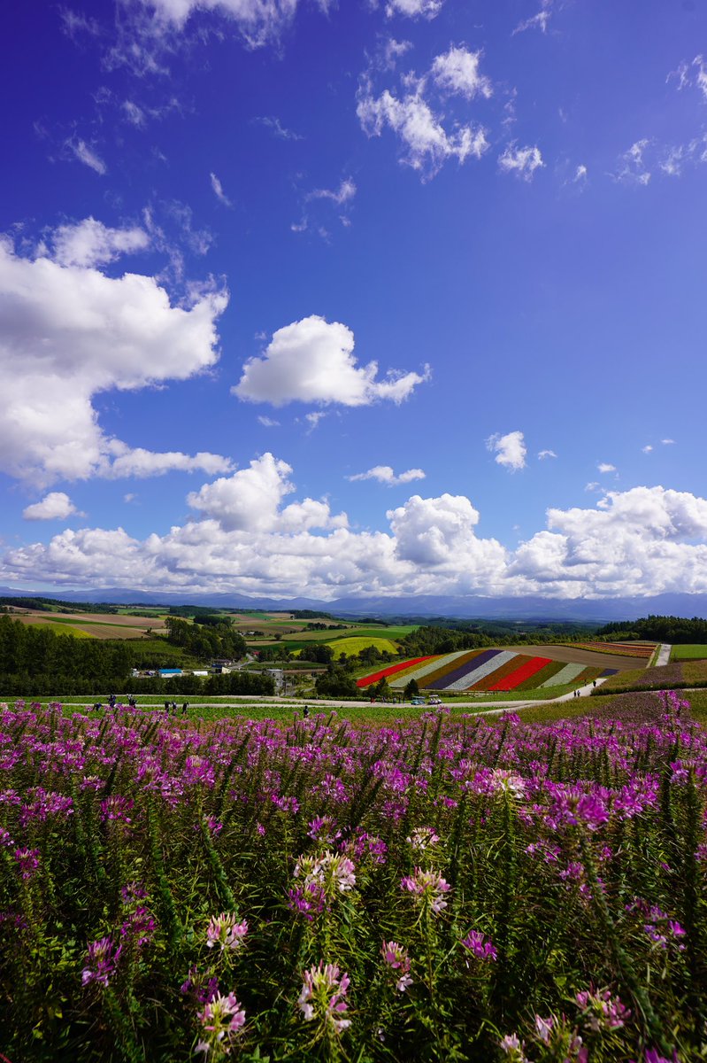 Takacchy 絵になる景色とはこのことですね いつ来ても美しい景色です Tamron 17 28mm F2 8 北海道 Hokkaido 美瑛 Biei Bemybiei 四季彩の丘 iii Sonyalpha Sonya7iii Tamron A046 Tamron1728 T Co Be6uaowncn