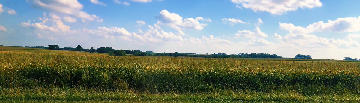 Seeing waterhemp poking out of soybeans that are at beginning maturity can be frustrating. 

The best weed management programs begin before we get the planter out next spring. #startcleanstayclean