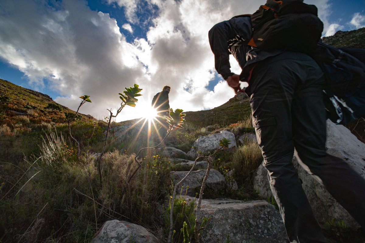 <a href="/SANParks/">SANParks</a> reserves like Table Mountain National Park help safeguard the Critically Endangered Rose's mountain toadlet, while ongoing research at <a href="/TheEWT/">Endangered Wildlife Trust</a> , and by organizations like <a href="/TMFund/">Table Mountain Fund</a> and <a href="/SANBI_ZA/">SA Biodiversity</a>  is guiding the way towards an increase in population numbers.
