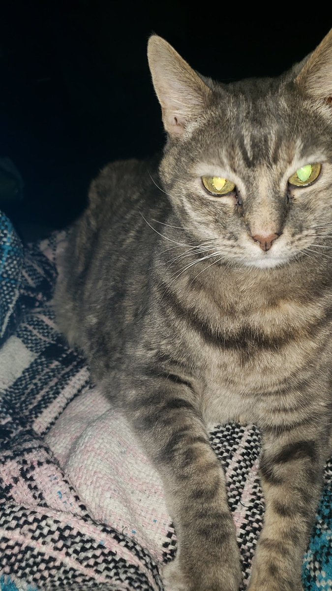 ermamadrid's tweet photo. Twitter meet Grandma❤❤
15 year old, 18 lbs rescue from Maricopa county. #AdoptDontShop #RESCUE #chonker #UNIT #OldCatsNeedLoveToo #GrandmaCeeCee https://t.co/6RLStZ3Z0J