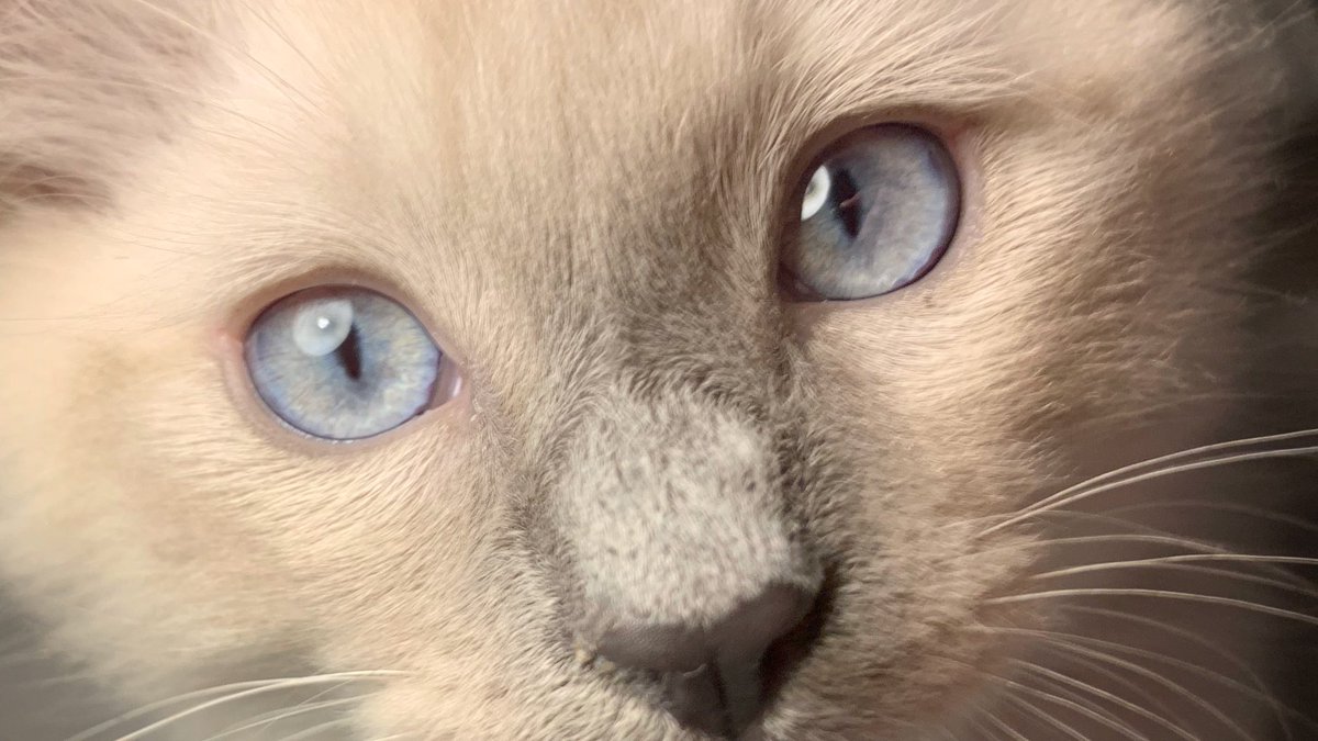 predictiveDSGN's tweet image. “If your pictures aren&apos;t good enough, you&apos;re not close enough.”

- Robert Capa

#Photography #Kitty #Photo #CatsOfTwitter #PetsOfTwitter #Art #Love #Cat #Cats #quoteoftheday #Inspiration