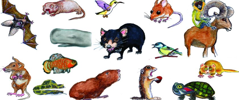 AxelVisel's tweet photo. Are you a model vertebrate?  I'm not.

Looking forward to an exciting meeting: "Beyond the Standard: Non-model vertebrates in biomedicine"

https://t.co/G7f1wItooV 
@nonstandard2019
  #beyondthestandard2019 https://t.co/lYROE9lQI3