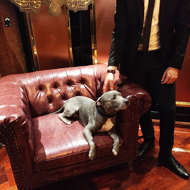 GentlemensGoods's tweet photo. Met the real star of John Wick last night at the launch of #johnwick3 #johnwickexcommunicado #johnwick #johnwickdog #keanureeves https://t.co/LJx9AQcWm2 https://t.co/l3Mg89CCuQ