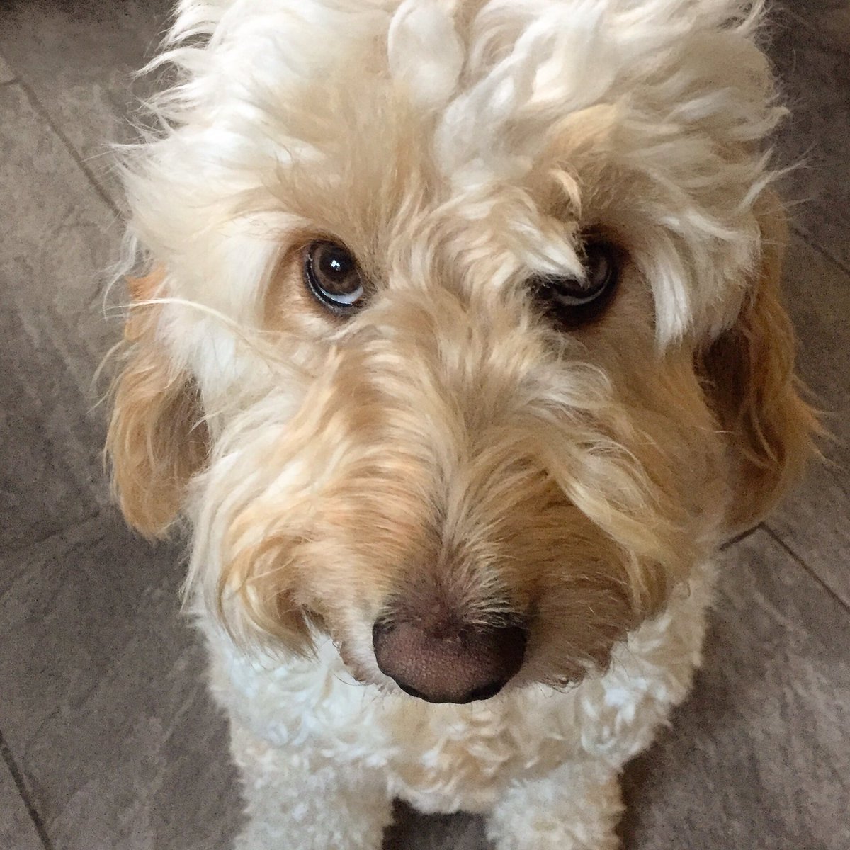 HectorCockapoo's tweet image. Morning everyone! Hx #TuesdayMotivation instagram.com/p/B2gYXSrhHiL/…