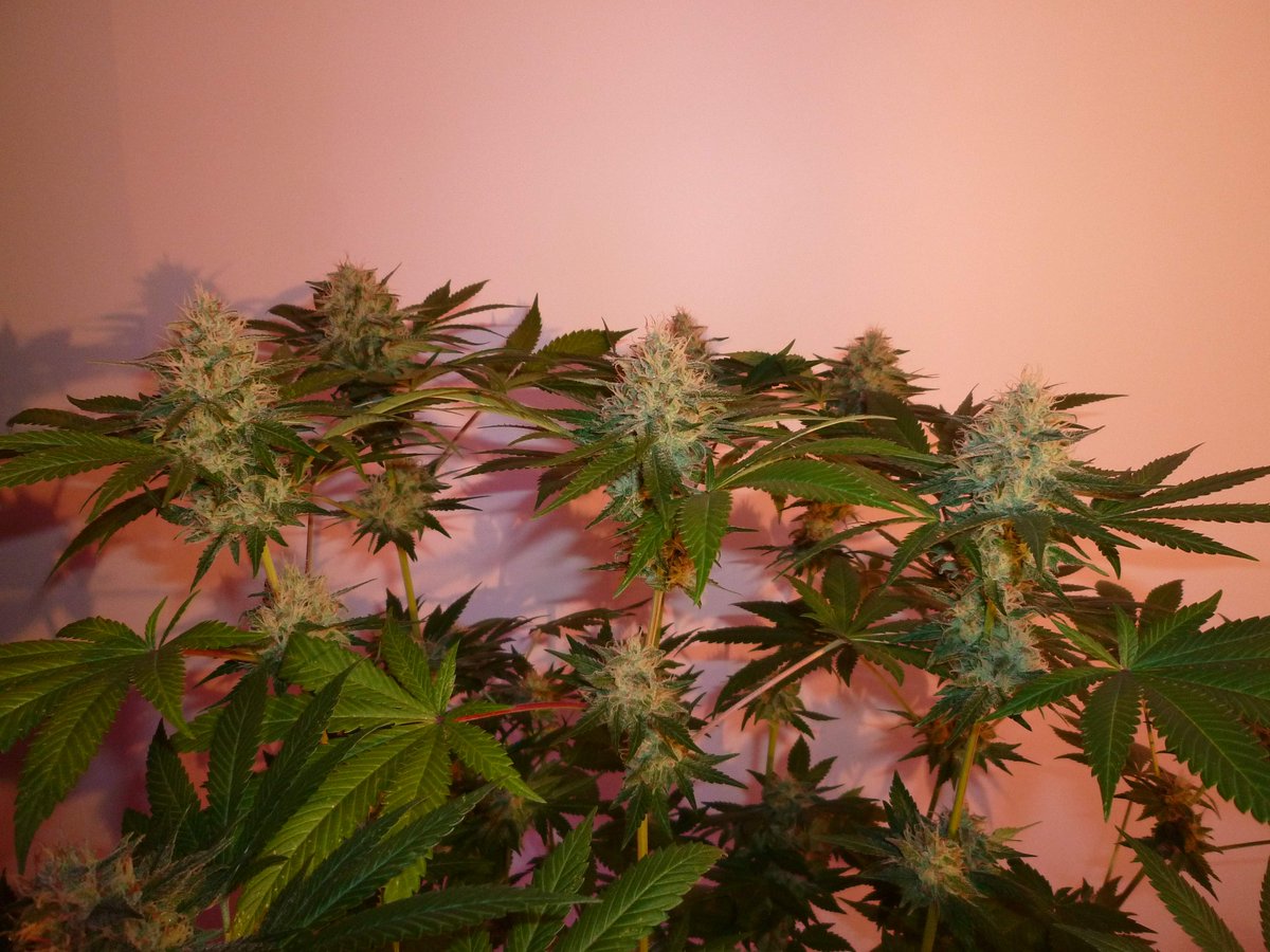 StephandjoG's tweet photo. #sourmelon from Mantis Genetics
(Sour OG x Lucille's OG S1)
Flo Day 49.
Solid grow for that nice strain π
Harvest is close, I will flush her in a couple of days π
Full diary : https://t.co/GeU2K3oeOI
#growdiaries #growdiary #mantisgenetics #growyourown #ledgrowlight https://t.co/1XcrCBZRo8