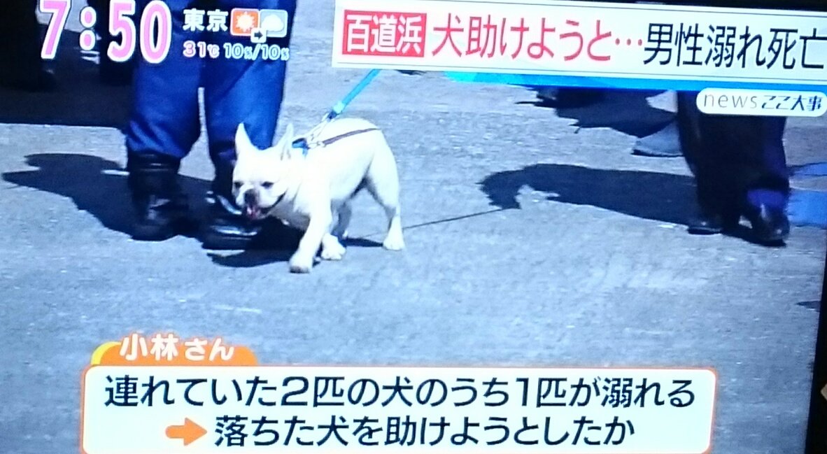 だんどりおん アサデスでも伝えてました 2匹のフレンチブルドッグと散歩中だったそうで 1匹が落ちるとこも飼い主さんが助けようと飛び込んだとこもそして仲間も飼い主さんも戻ってこなかったとこも 残されたワンコは全部見てたんだよね 散歩中に犬が川 だんどりおん アサデスでも伝えてました 2匹のフレンチブルドッグと散歩中だったそうで 1匹が落ちるとこも飼い主さんが助けようと飛び込んだとこもそして仲間も飼い主さんも戻ってこなかったとこも 残されたワンコは全部見てたんだよね 散歩中に犬が川