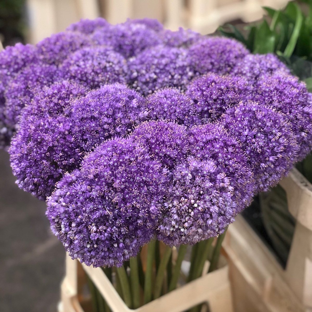 DutchFlowerAD's tweet photo. Lovely fluffy allium! 😍 https://t.co/wUiZ3CGTFn